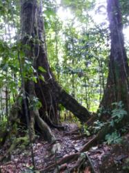 Ballade en Forêt Tropicale