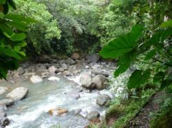 Ballade en Forêt Tropicale