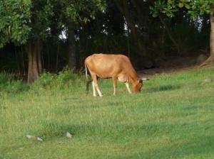 Vache créole