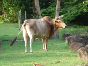 Vache créole