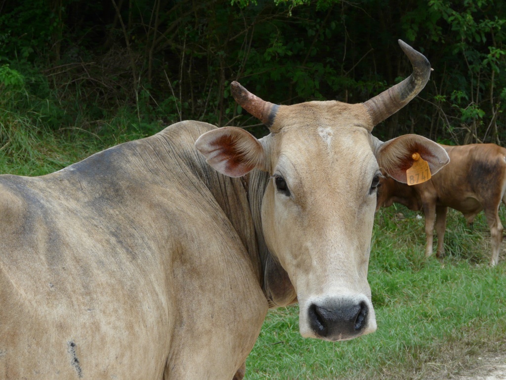Jolie Vache