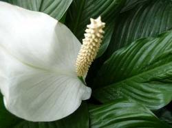 rtemagicc-spathiphyllum-01-jpg.jpg